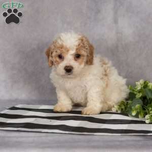 Paul, Bich-Poo Puppy